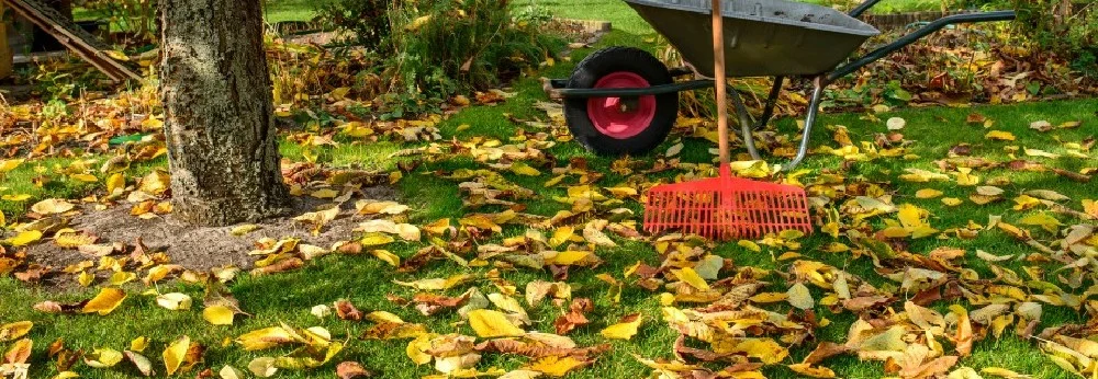 Laubrechen und Schubkarre im Herbstlaub